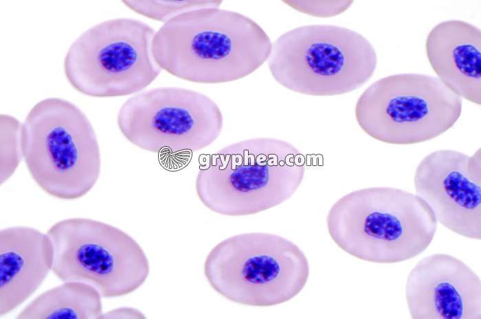 Sang Batracien x400 - gryphea.org